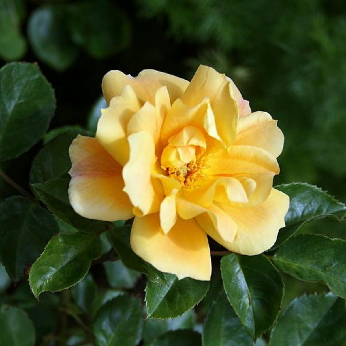 Peach Drift Rose Perennial Seeds - Peach Pink Blooms, 30+ seeds