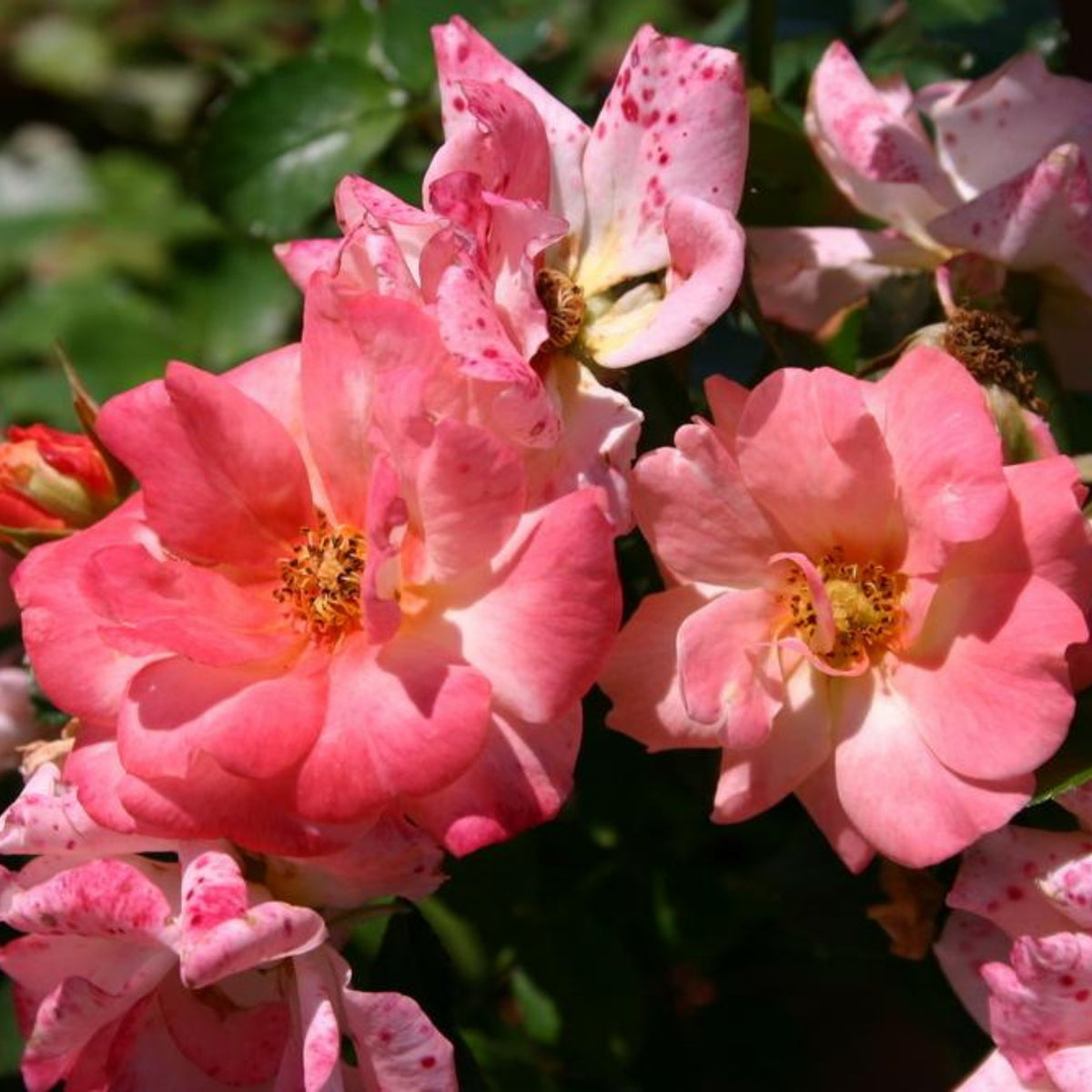 Peach Drift Rose Perennial Seeds - Peach Pink Blooms, 30+ seeds