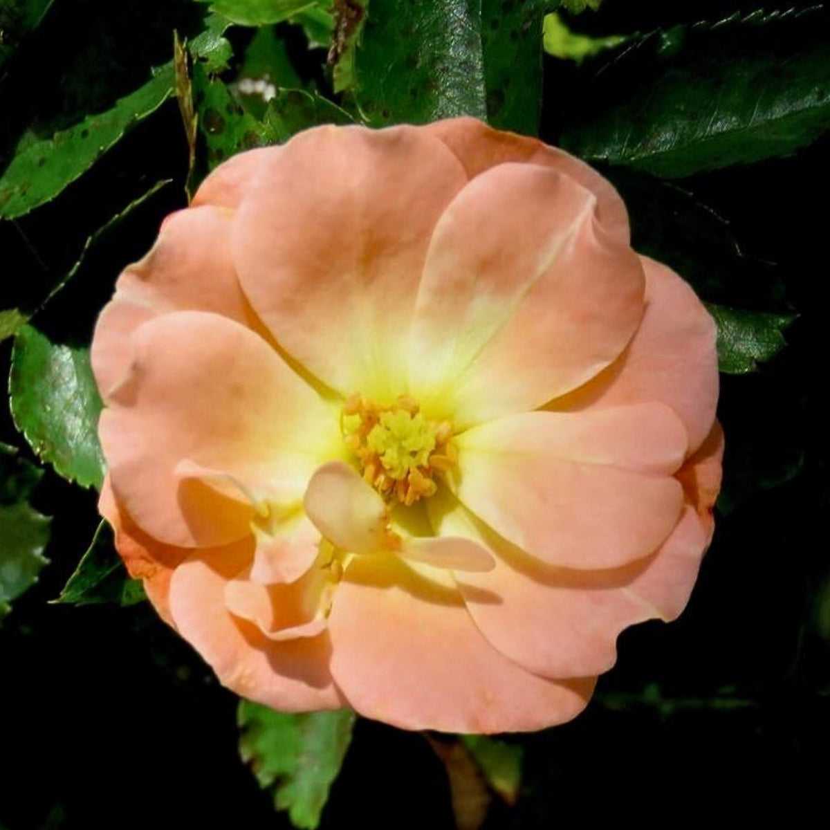 Peach Drift Rose Perennial Seeds - Peach Pink Blooms, 30+ seeds
