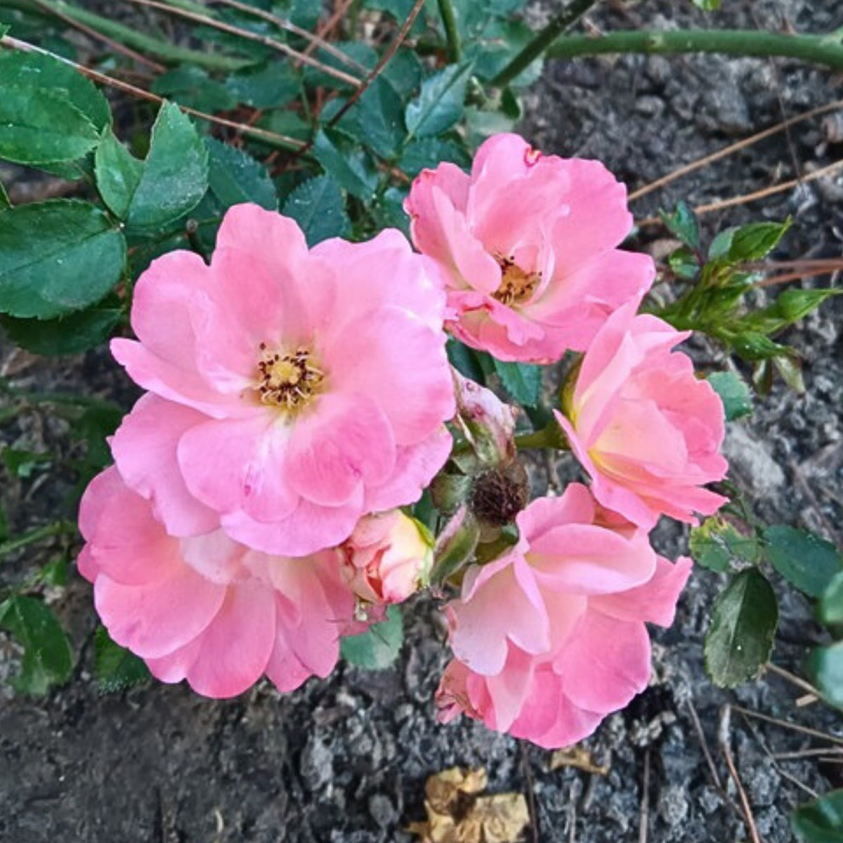 Peach Drift Rose Perennial Seeds - Peach Pink Blooms, 30+ seeds