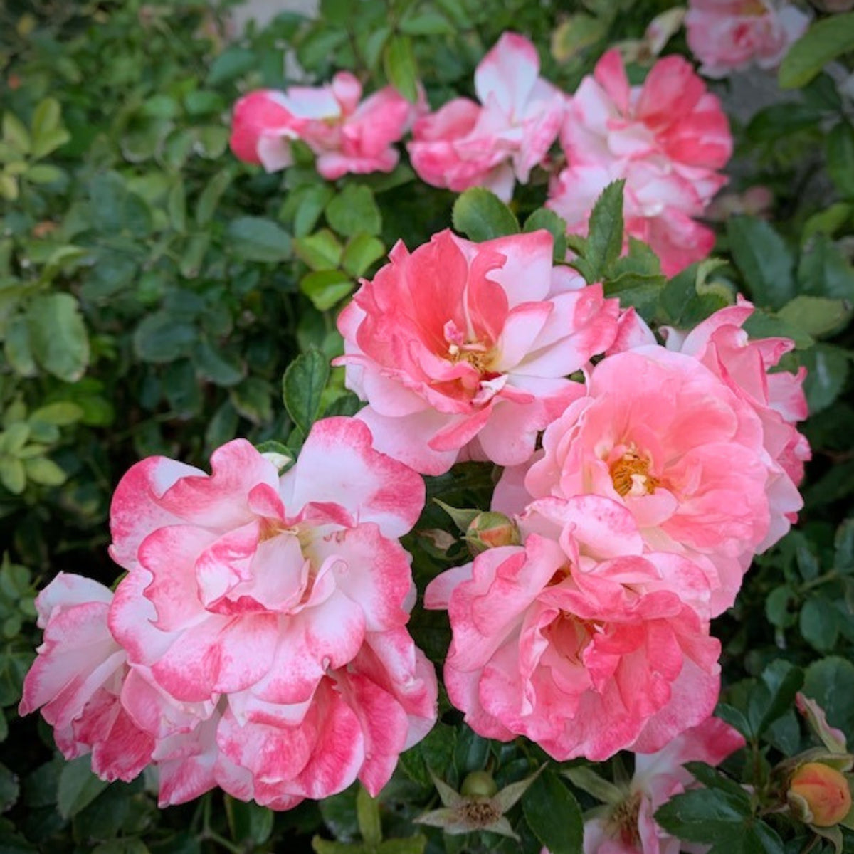 Peach Drift Rose Perennial Seeds - Peach Pink Blooms, 30+ seeds