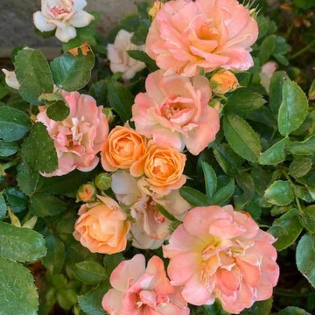 Peach Drift Rose Perennial Seeds - Peach Pink Blooms, 30+ seeds