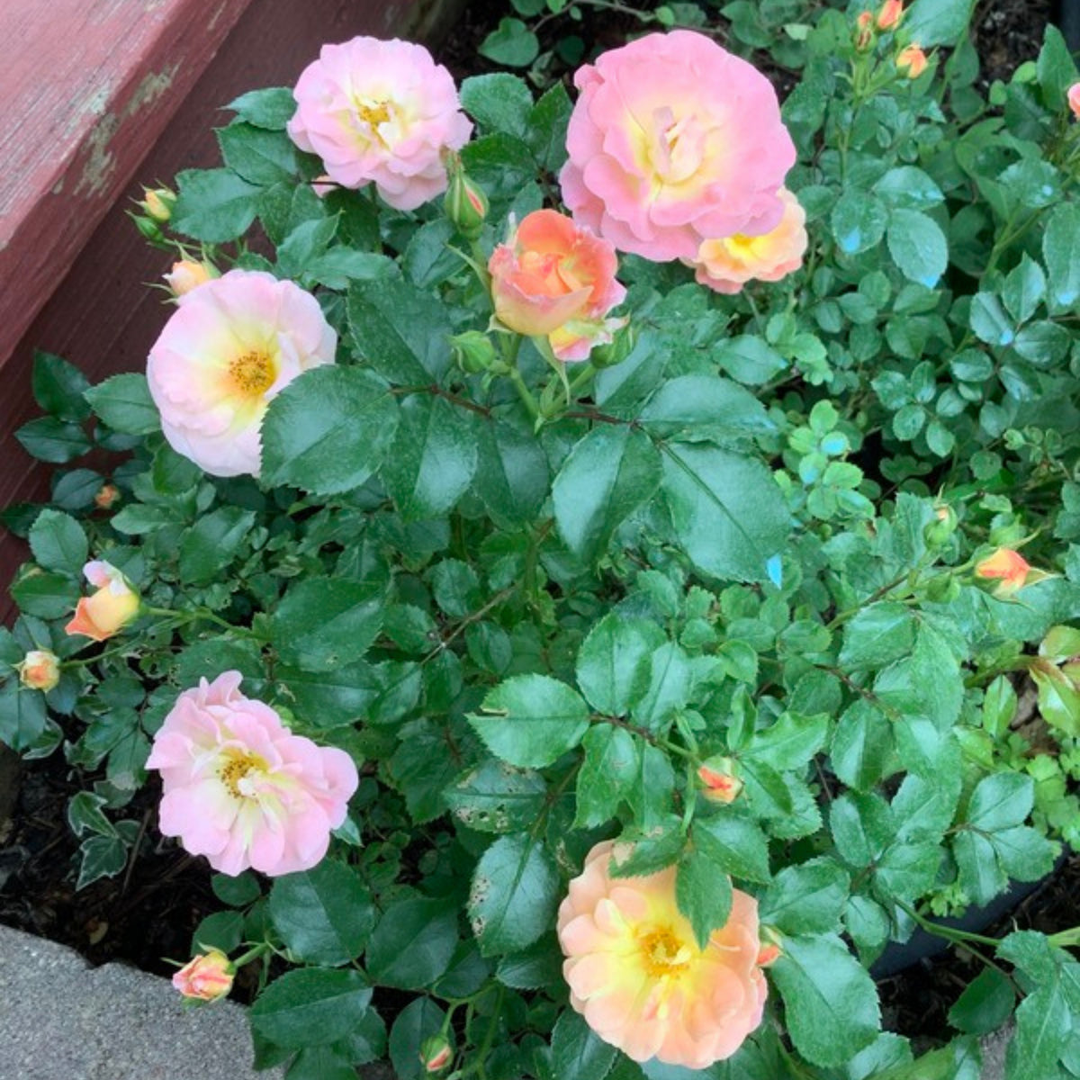 Peach Drift Rose Perennial Seeds - Peach Pink Blooms, 30+ seeds