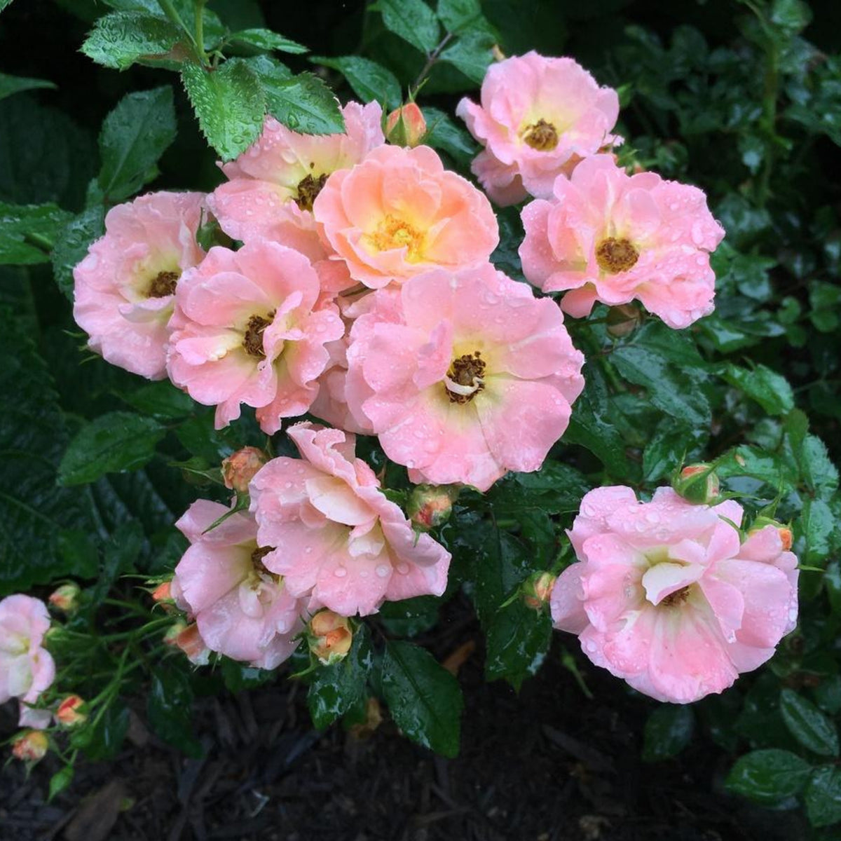 Peach Drift Rose Perennial Seeds - Peach Pink Blooms, 30+ seeds