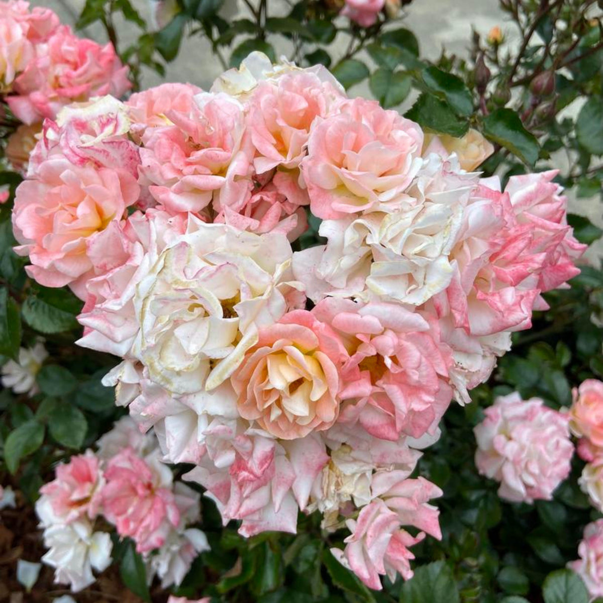 Peach Drift Rose Perennial Seeds - Peach Pink Blooms, 30+ seeds