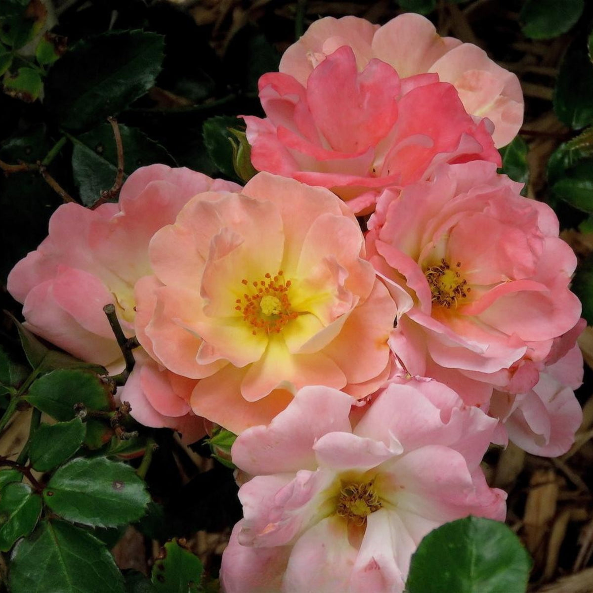 Peach Drift Rose Perennial Seeds - Peach Pink Blooms, 30+ seeds