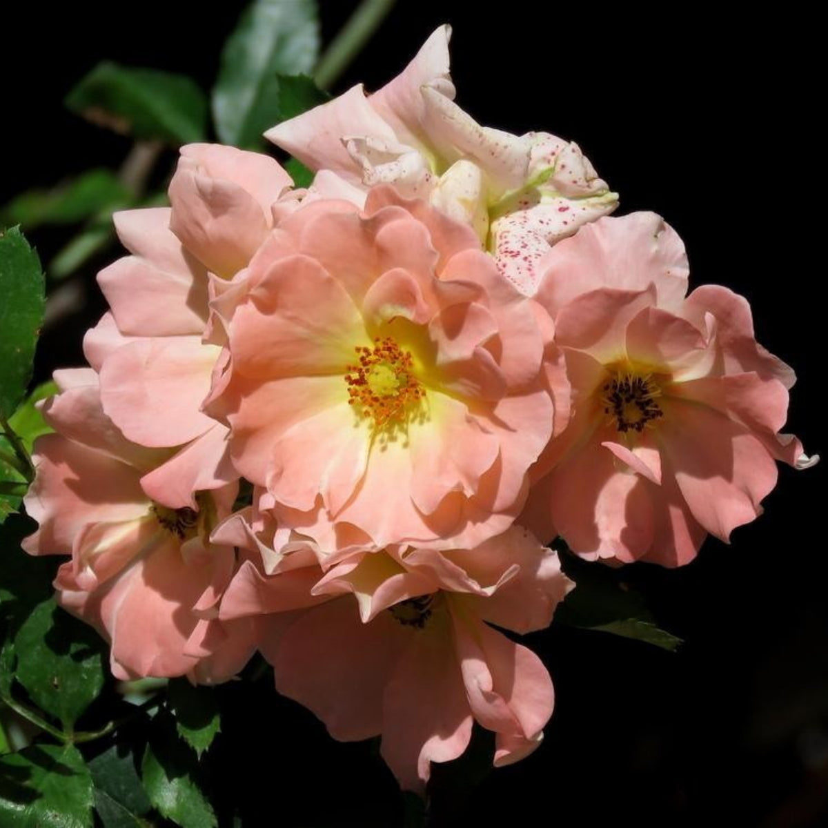 Peach Drift Rose Perennial Seeds - Peach Pink Blooms, 30+ seeds
