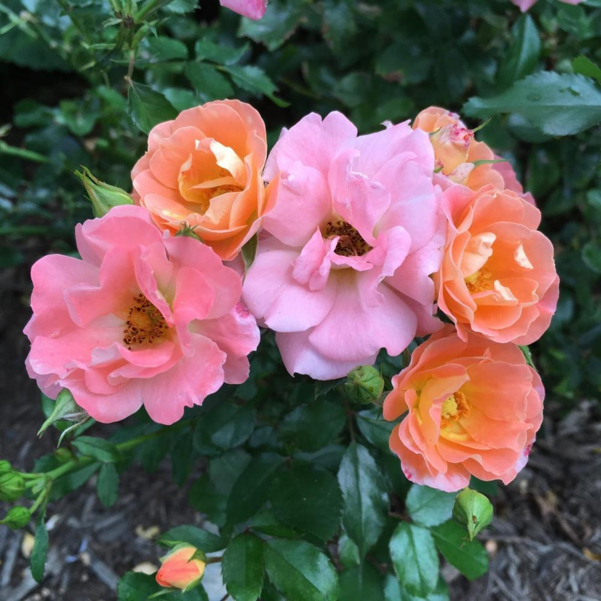 Peach Drift Rose Perennial Seeds - Peach Pink Blooms, 30+ seeds