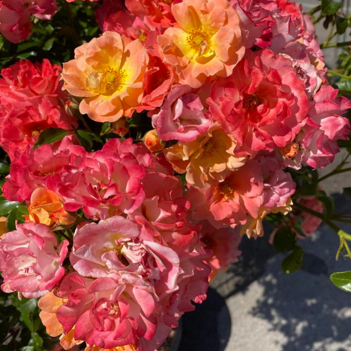 Peach Drift Rose Perennial Seeds - Peach Pink Blooms, 30+ seeds