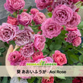 30+ Seeds| Aoi Perennial Rose Seeds - Japanese Garden Rose - Mauve Pink Blooms - Long Blooming - Ornamental Cottage Flower#1172
