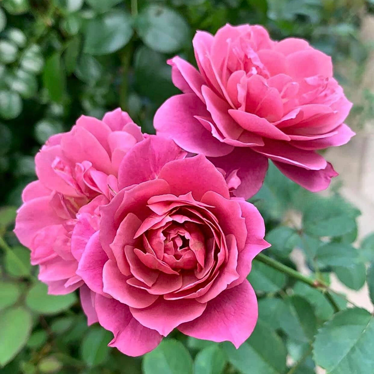 Aoi Perennial Rose Seeds - Japanese Garden Rose, 30+ seeds