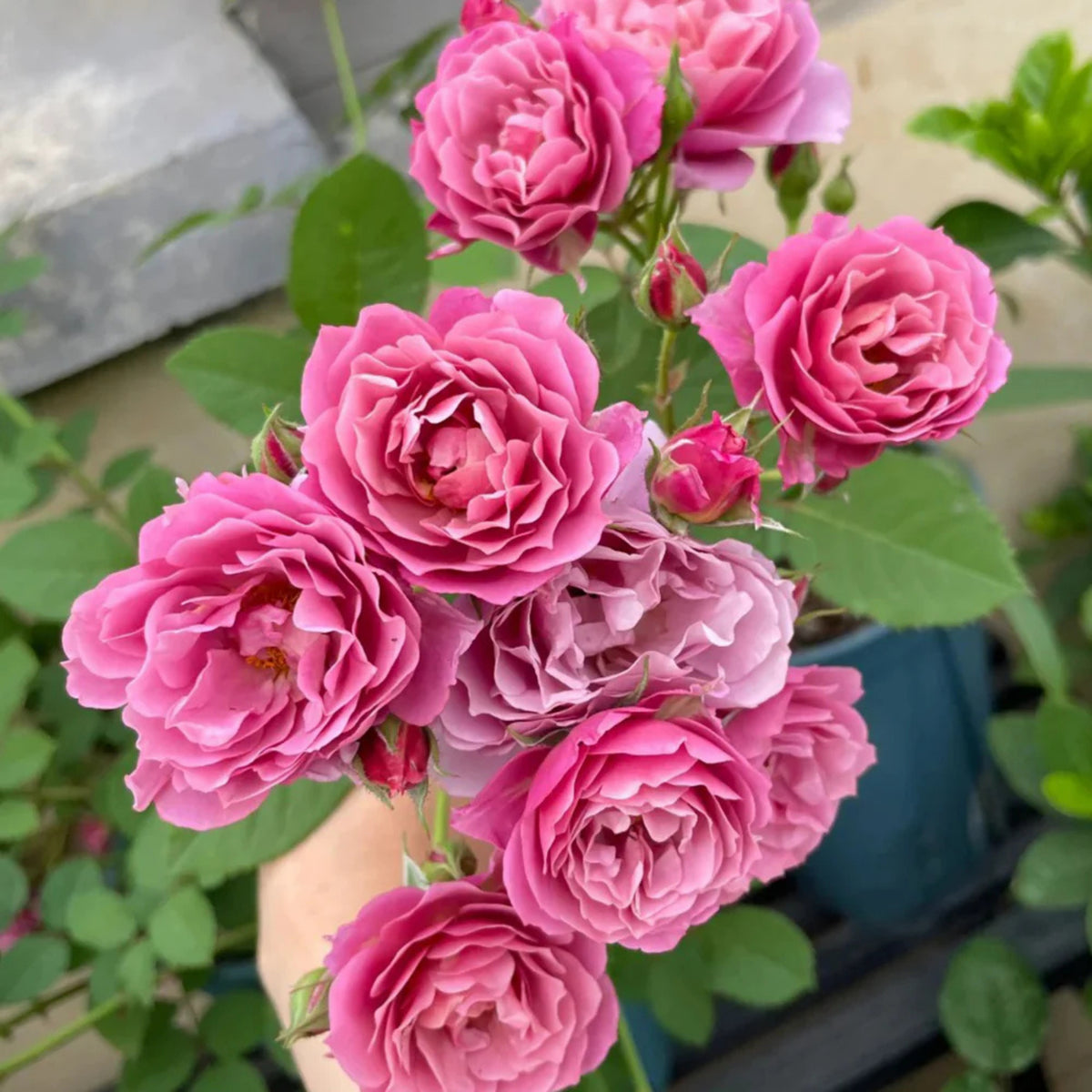 Aoi Perennial Rose Seeds - Japanese Garden Rose, 30+ seeds