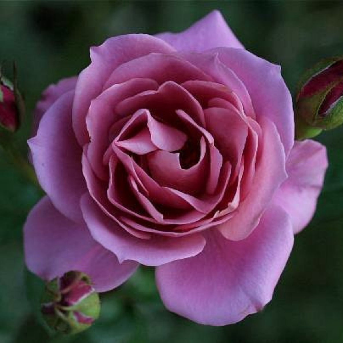 Aoi Perennial Rose Seeds - Japanese Garden Rose, 30+ seeds