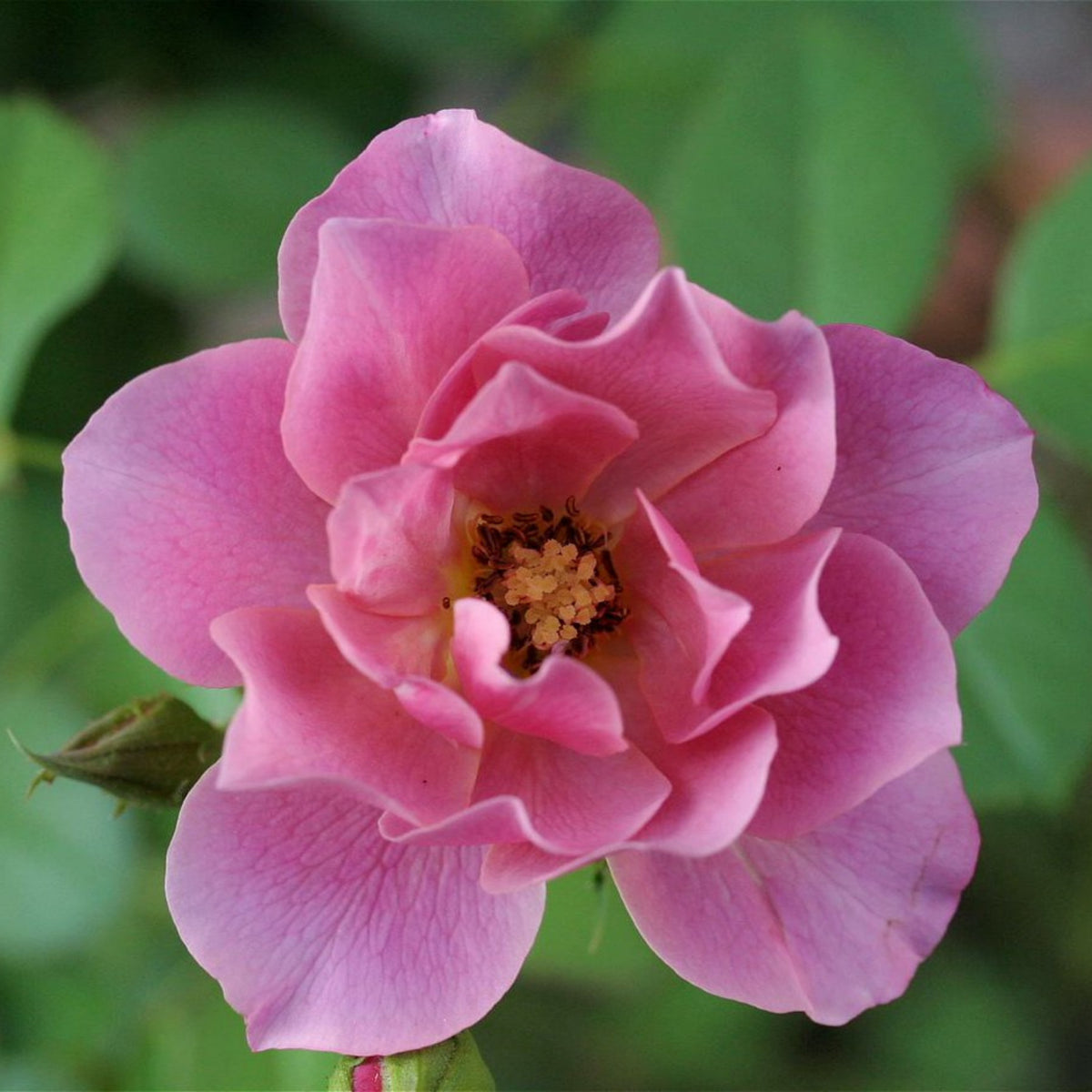 Aoi Perennial Rose Seeds - Japanese Garden Rose, 30+ seeds