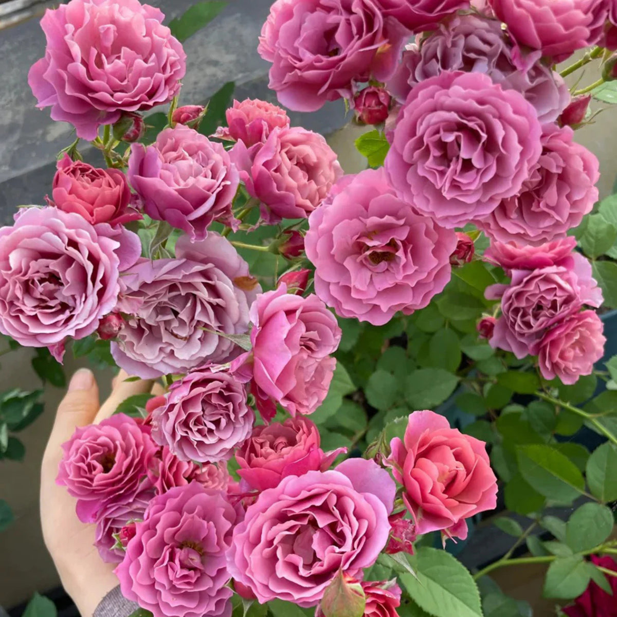 Aoi Perennial Rose Seeds - Japanese Garden Rose, 30+ seeds