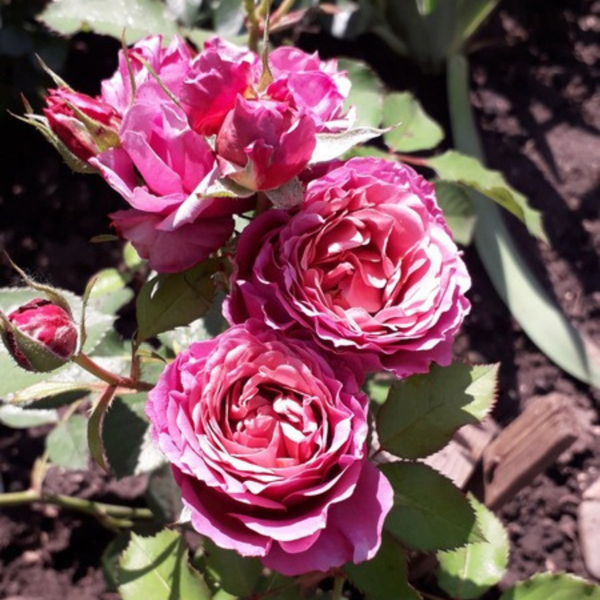 Aoi Perennial Rose Seeds - Japanese Garden Rose, 30+ seeds