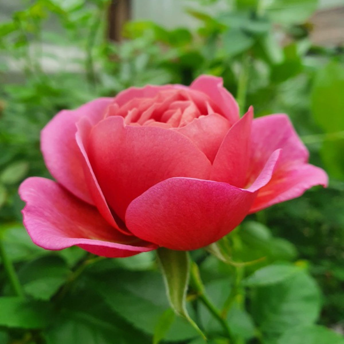 Aoi Perennial Rose Seeds - Japanese Garden Rose, 30+ seeds
