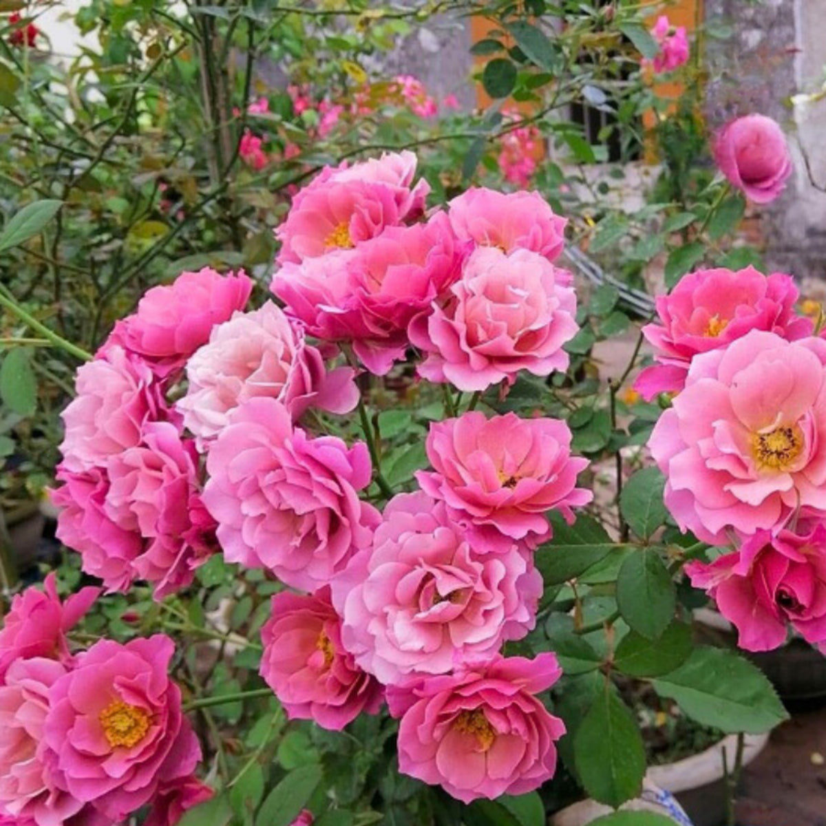 Aoi Perennial Rose Seeds - Japanese Garden Rose, 30+ seeds