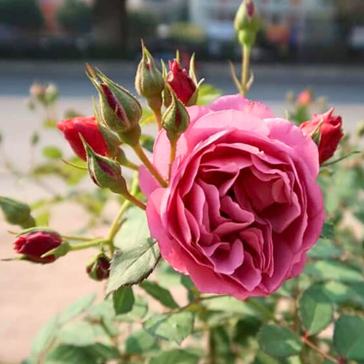 Aoi Perennial Rose Seeds - Japanese Garden Rose, 30+ seeds