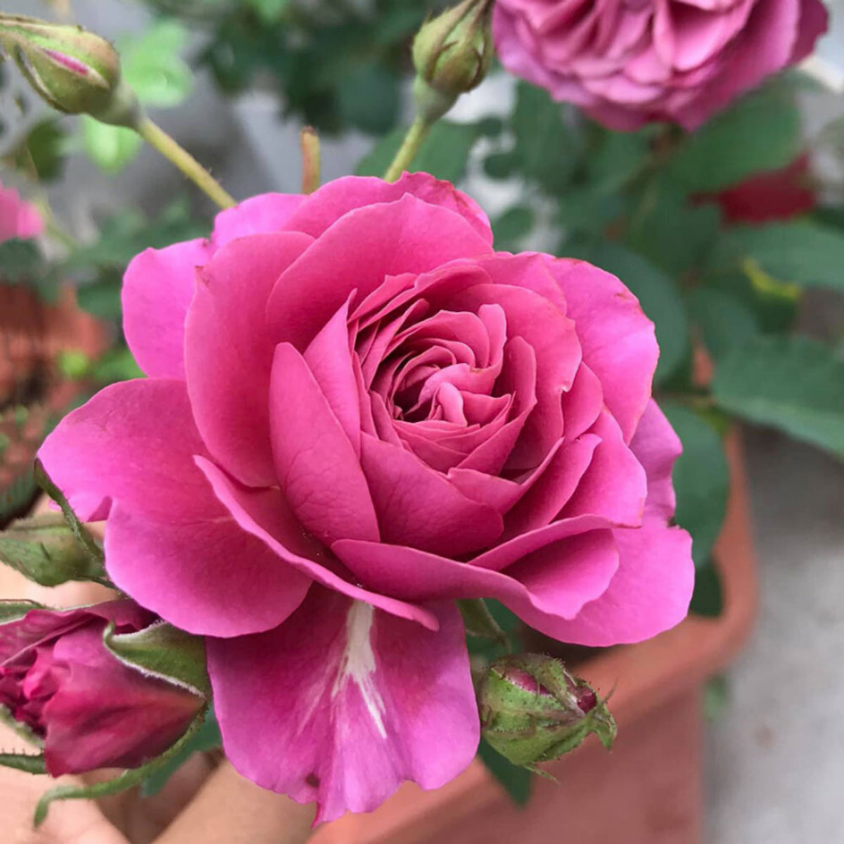Aoi Perennial Rose Seeds - Japanese Garden Rose, 30+ seeds