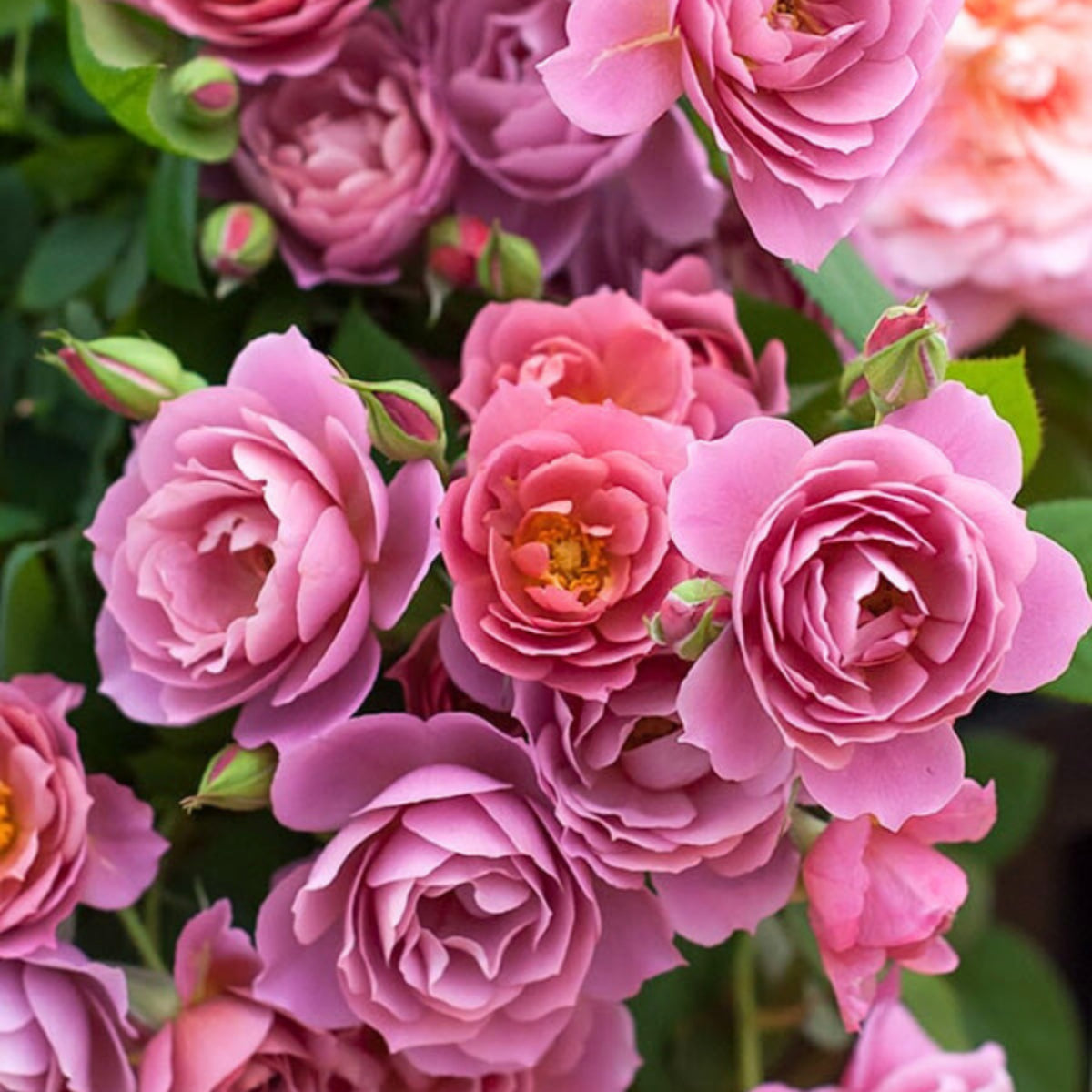 Aoi Perennial Rose Seeds - Japanese Garden Rose, 30+ seeds