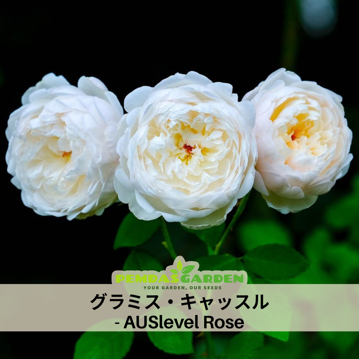 グラミス・キャッスル Seeds - Auslevel Perennial Rose Seeds, 30+ seeds