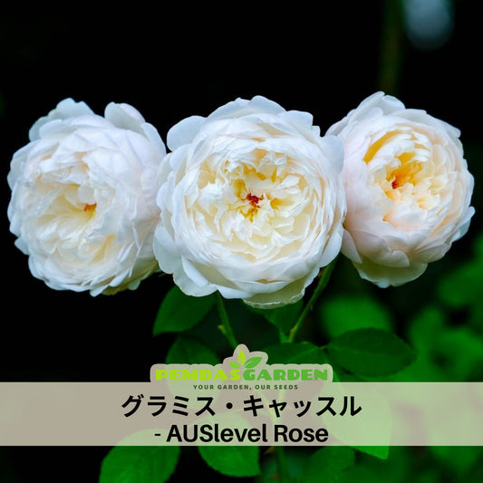 グラミス・キャッスル Seeds - Auslevel Perennial Rose Seeds, 30+ seeds