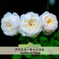 30+ Seeds| グラミス・キャッスル -  AUSlevel Perennial  Rose Seeds#1174