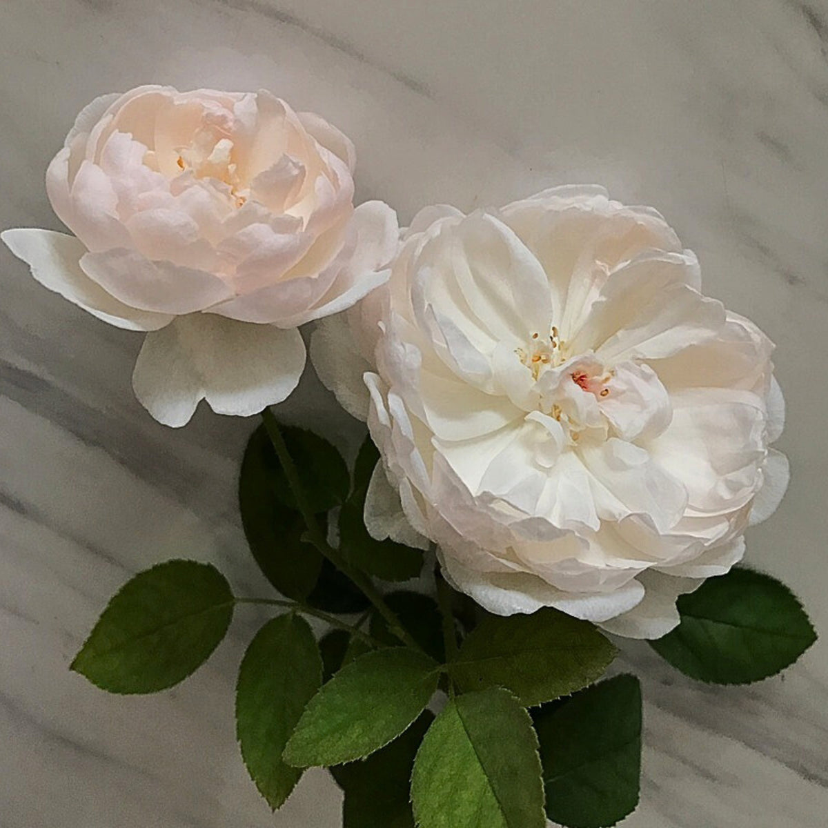 グラミス・キャッスル Seeds - Auslevel Perennial Rose Seeds, 30+ seeds