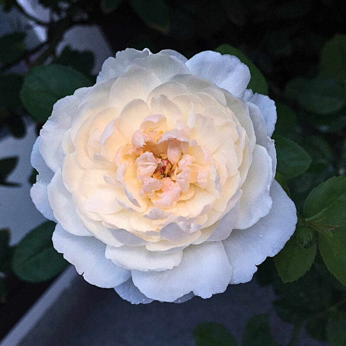 グラミス・キャッスル Seeds - Auslevel Perennial Rose Seeds, 30+ seeds