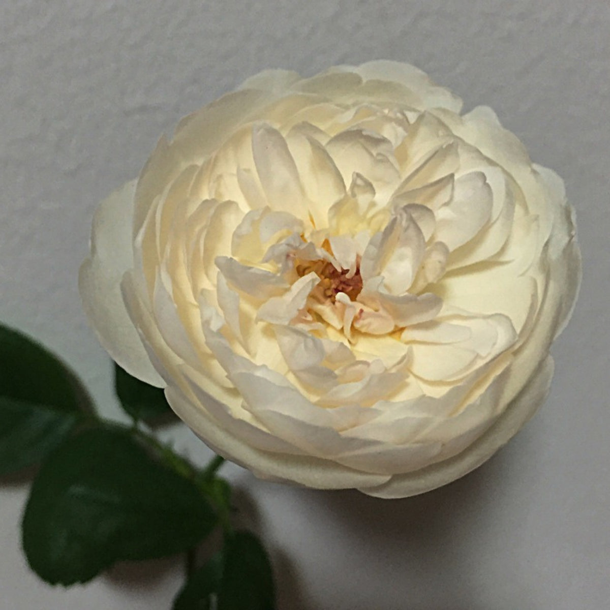 グラミス・キャッスル Seeds - Auslevel Perennial Rose Seeds, 30+ seeds