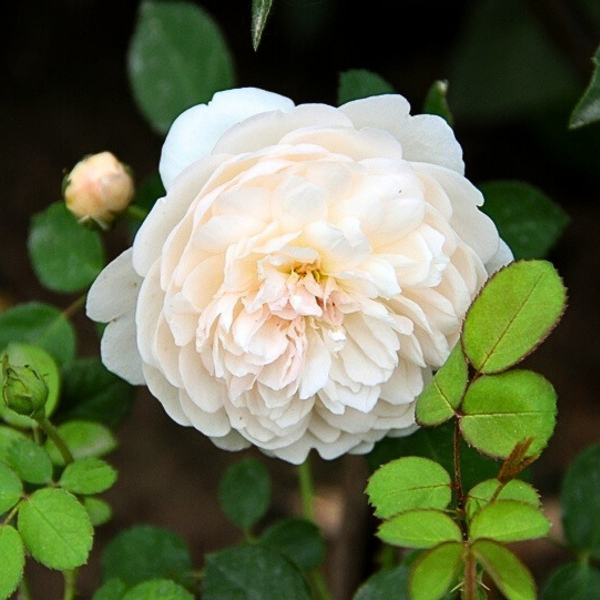 グラミス・キャッスル Seeds - Auslevel Perennial Rose Seeds, 30+ seeds