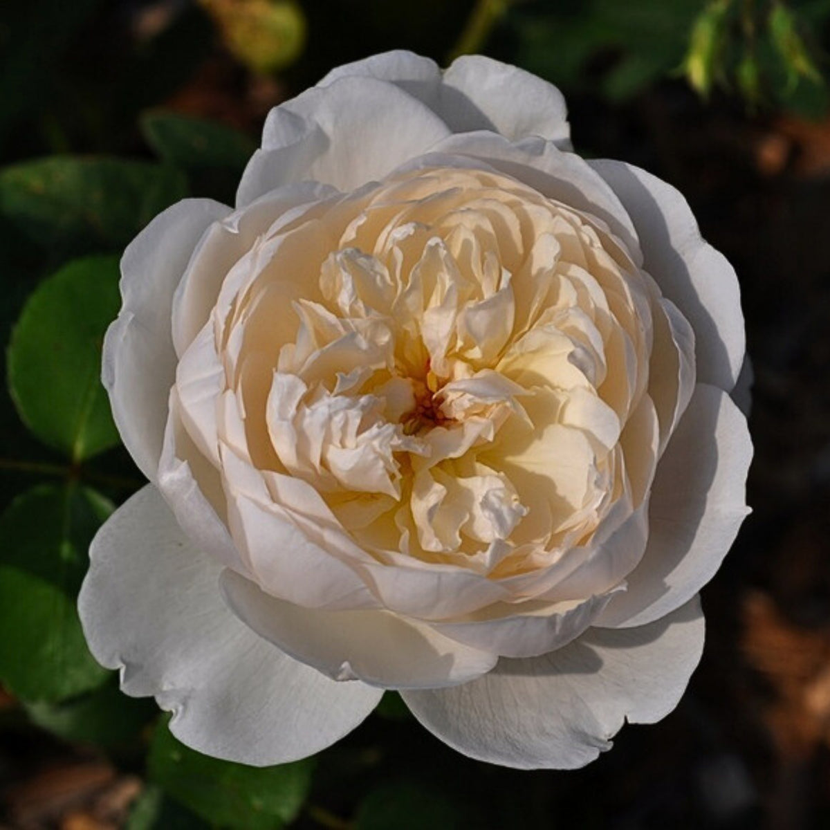 グラミス・キャッスル Seeds - Auslevel Perennial Rose Seeds, 30+ seeds