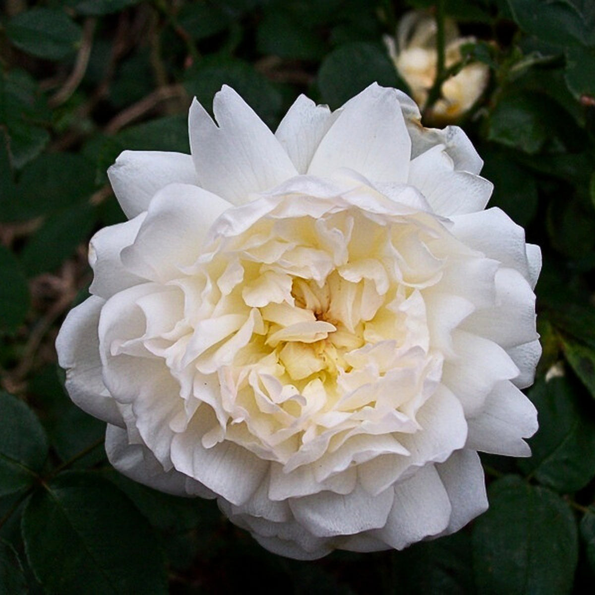 グラミス・キャッスル Seeds - Auslevel Perennial Rose Seeds, 30+ seeds