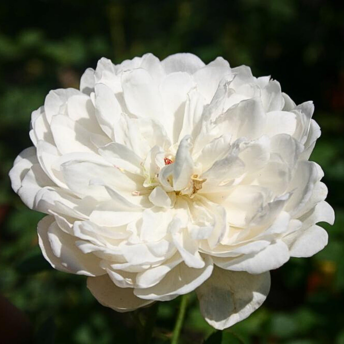 グラミス・キャッスル Seeds - Auslevel Perennial Rose Seeds, 30+ seeds