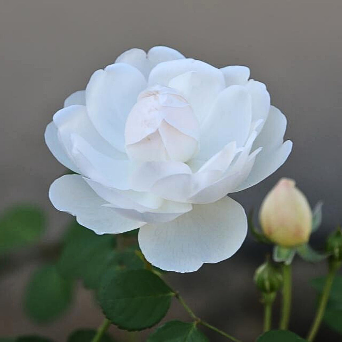 グラミス・キャッスル Seeds - Auslevel Perennial Rose Seeds, 30+ seeds