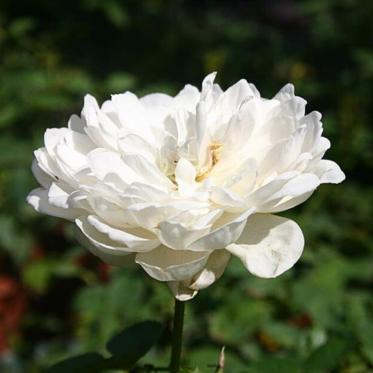 グラミス・キャッスル Seeds - Auslevel Perennial Rose Seeds, 30+ seeds