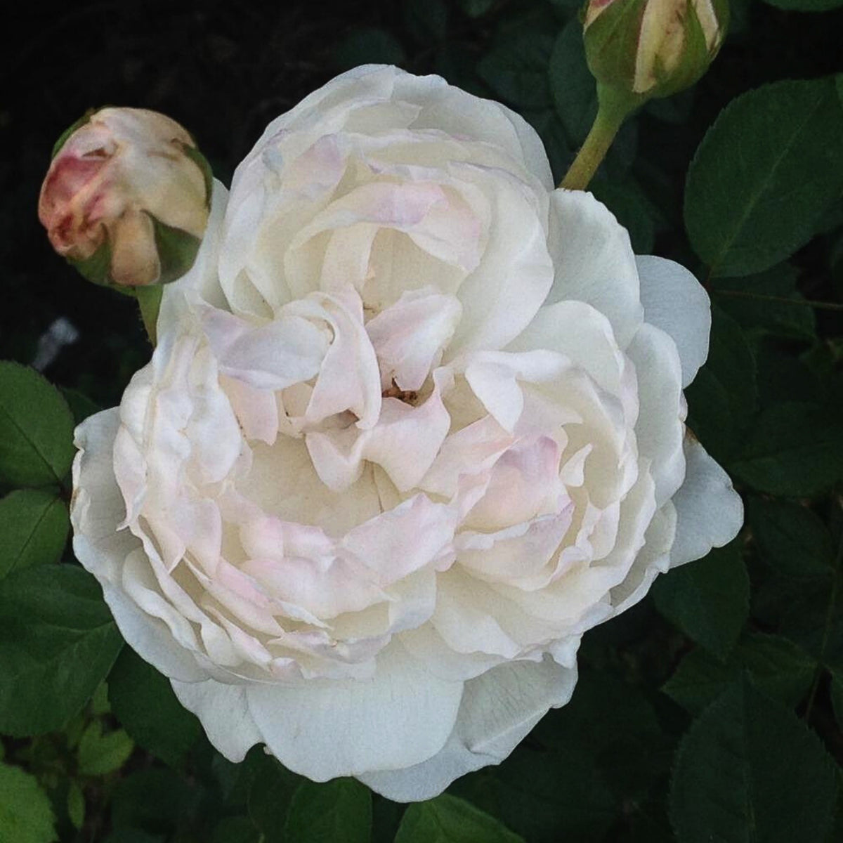 グラミス・キャッスル Seeds - Auslevel Perennial Rose Seeds, 30+ seeds