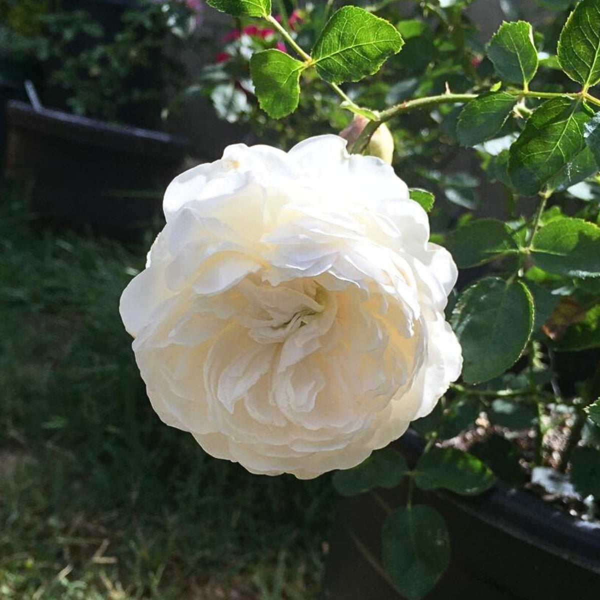 グラミス・キャッスル Seeds - Auslevel Perennial Rose Seeds, 30+ seeds
