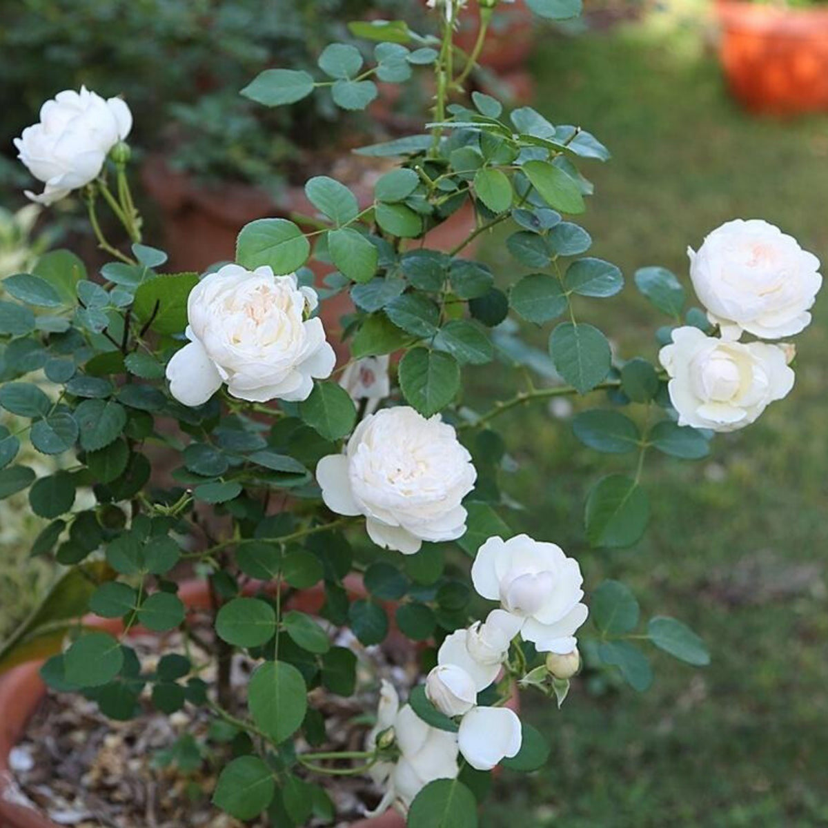 グラミス・キャッスル Seeds - Auslevel Perennial Rose Seeds, 30+ seeds