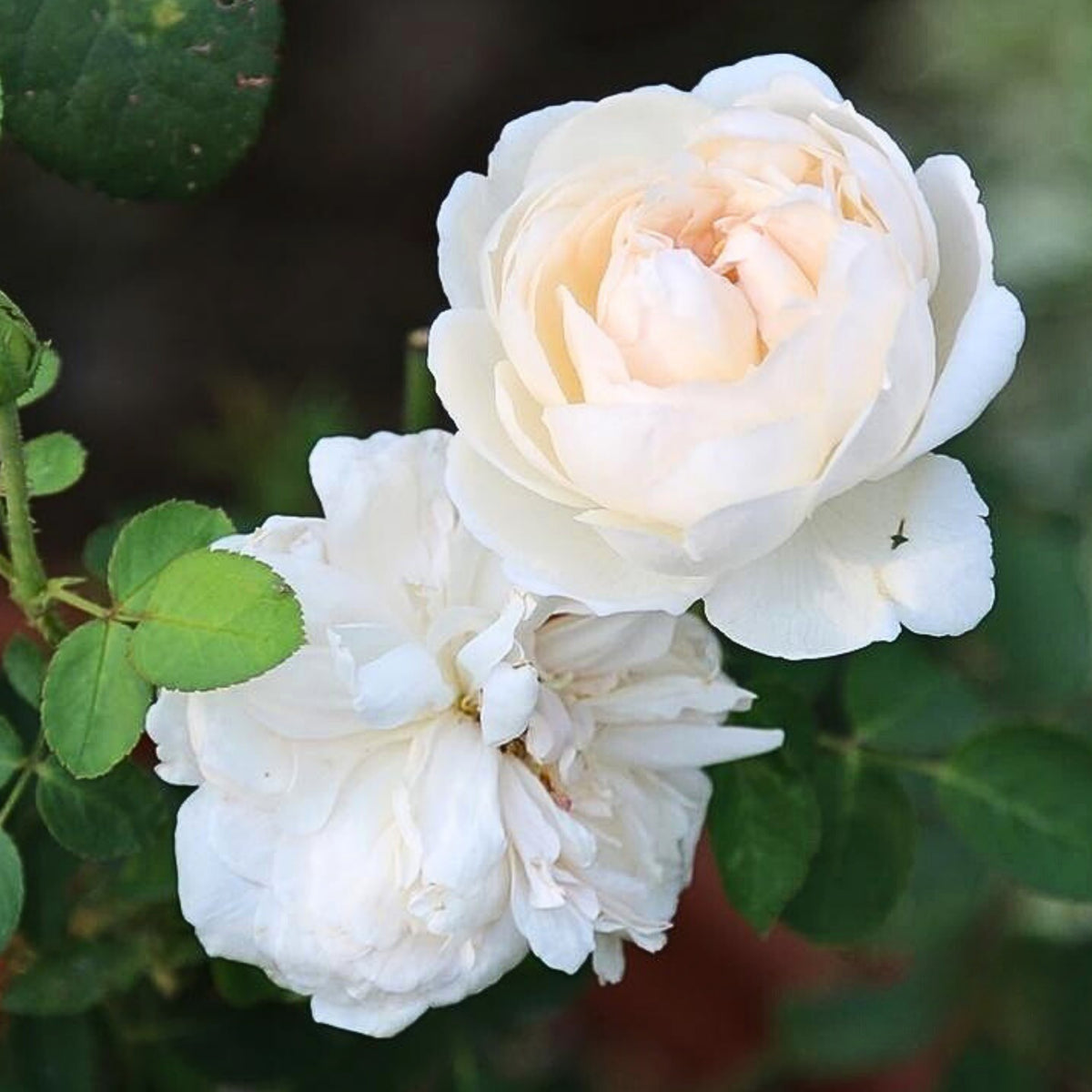 グラミス・キャッスル Seeds - Auslevel Perennial Rose Seeds, 30+ seeds