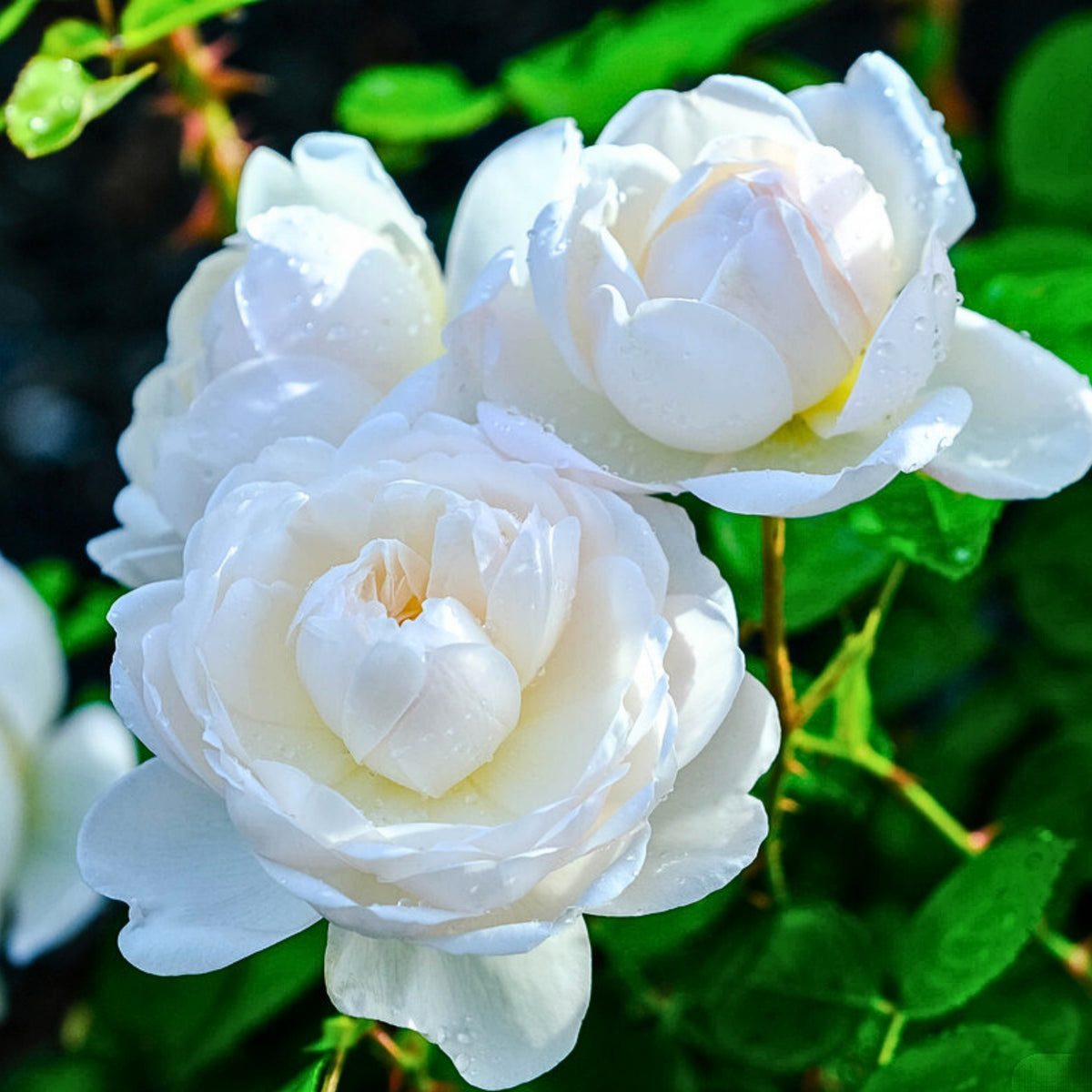 グラミス・キャッスル Seeds - Auslevel Perennial Rose Seeds, 30+ seeds