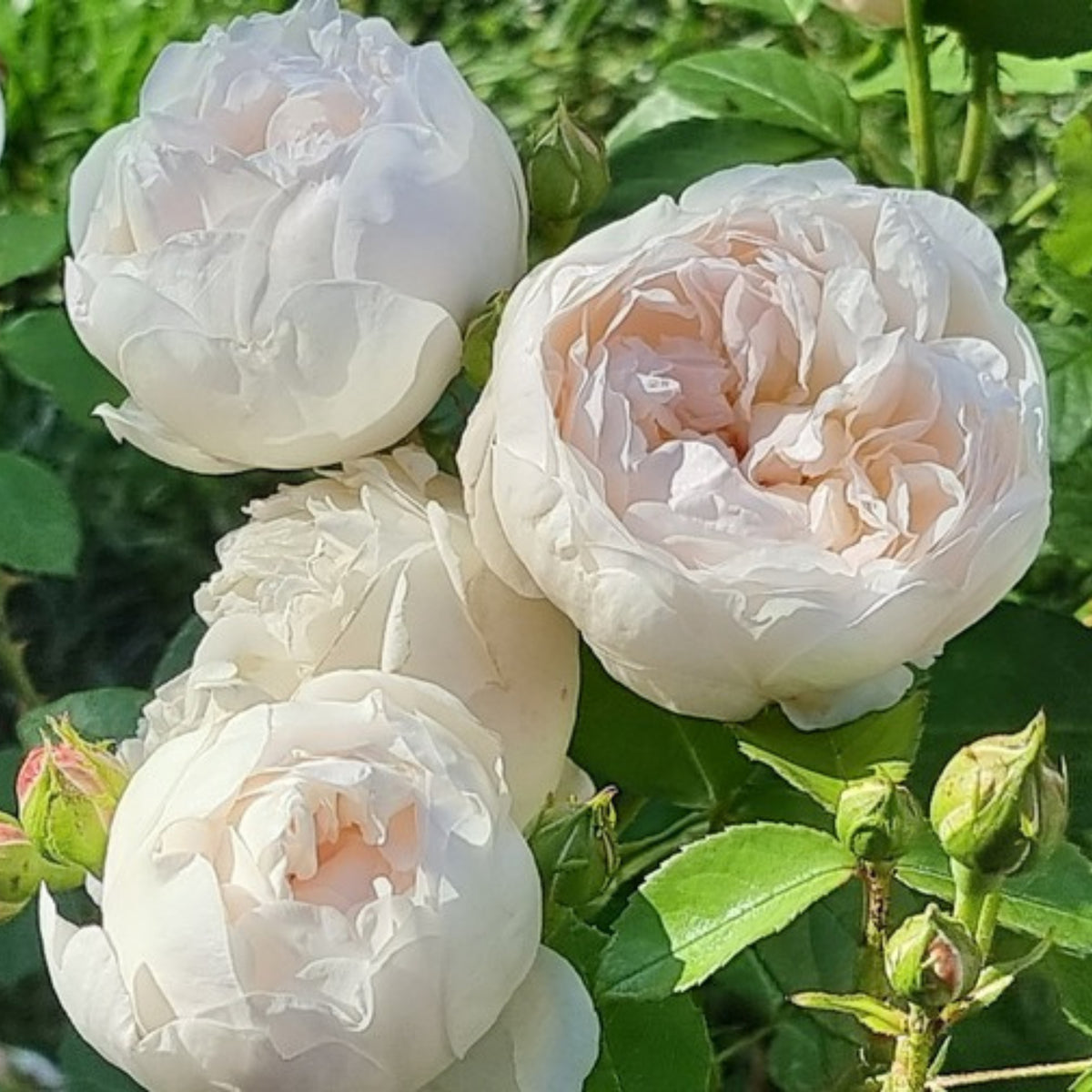 グラミス・キャッスル Seeds - Auslevel Perennial Rose Seeds, 30+ seeds
