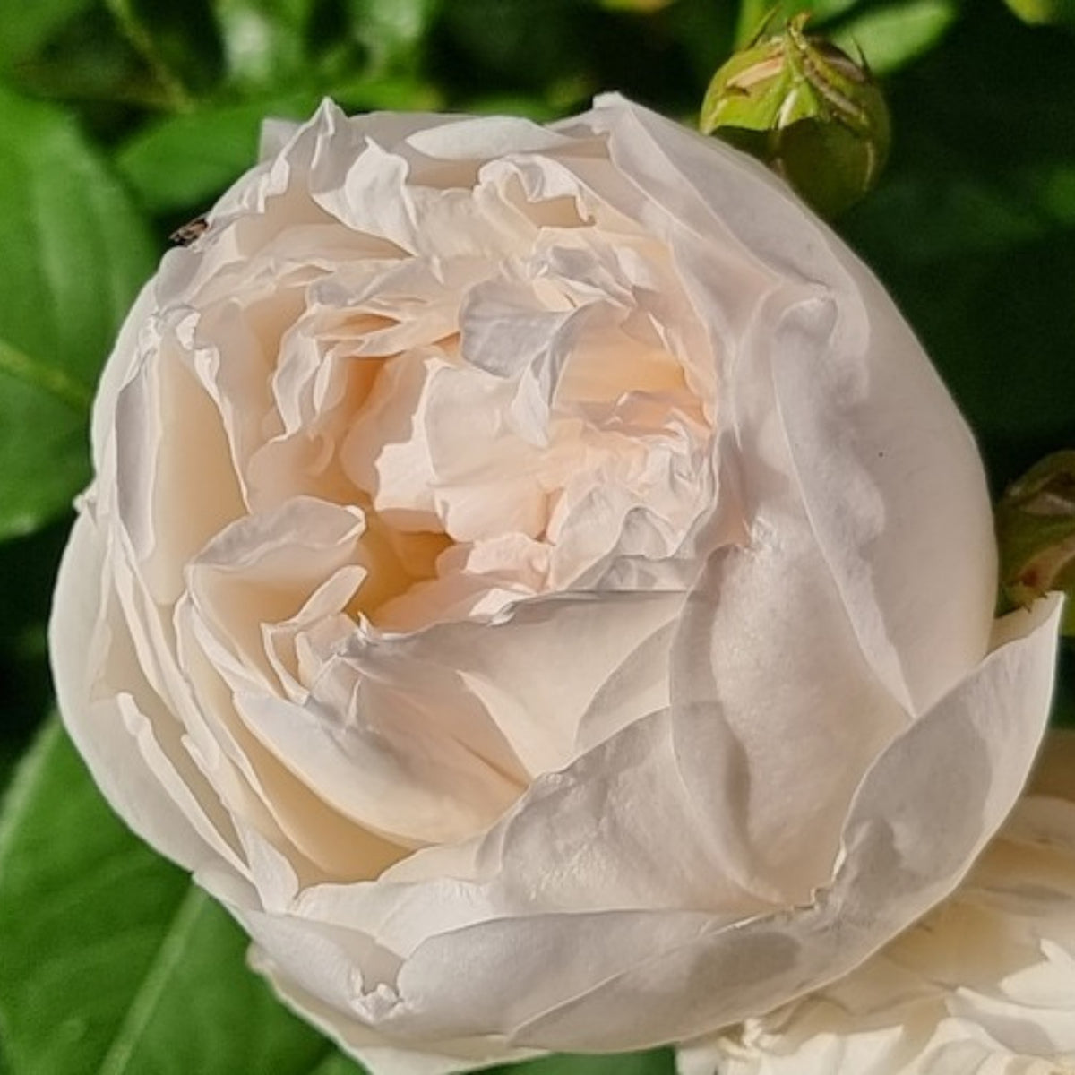 グラミス・キャッスル Seeds - Auslevel Perennial Rose Seeds, 30+ seeds