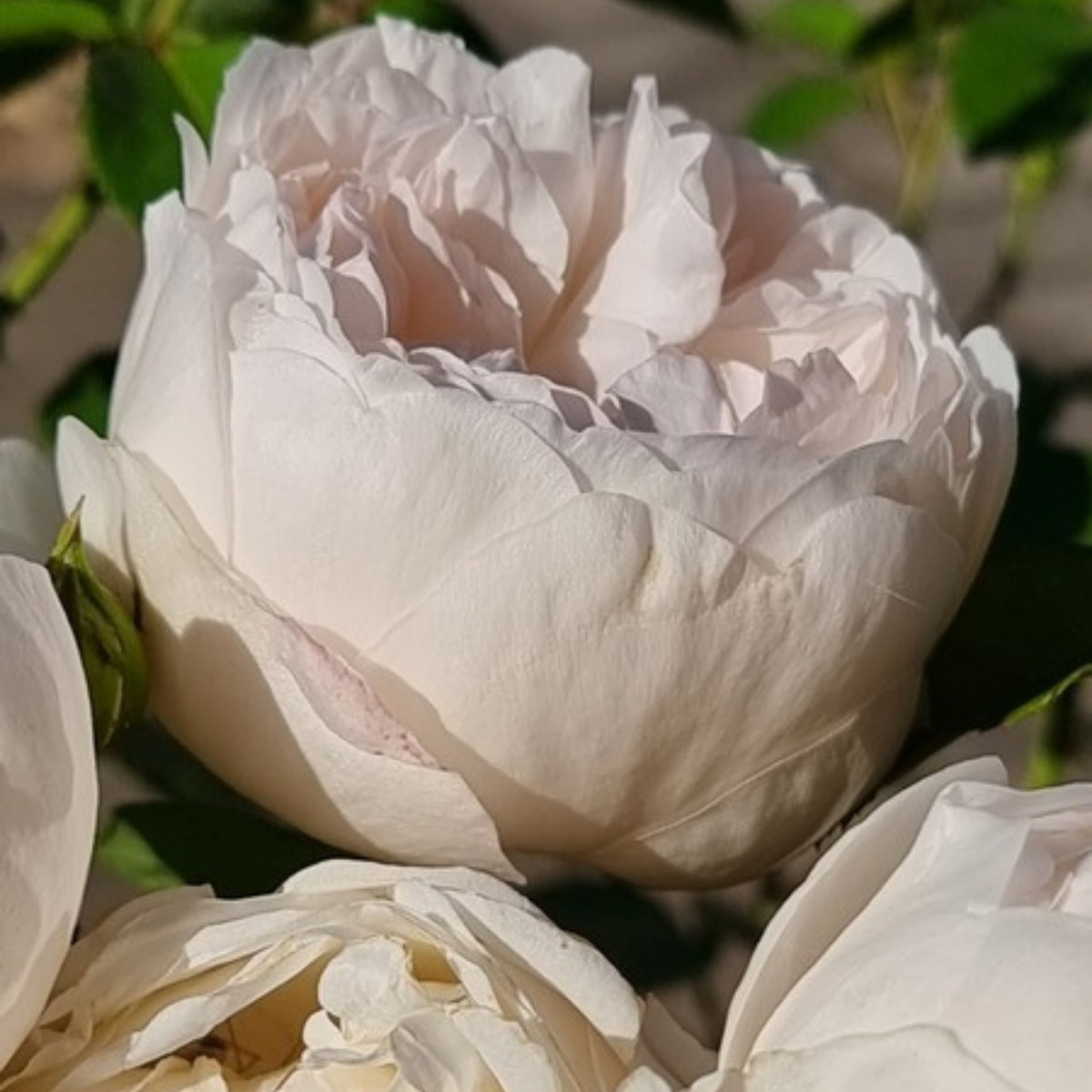 グラミス・キャッスル Seeds - Auslevel Perennial Rose Seeds, 30+ seeds
