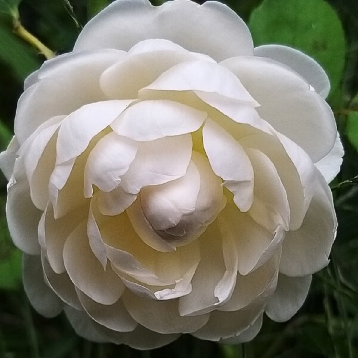 グラミス・キャッスル Seeds - Auslevel Perennial Rose Seeds, 30+ seeds