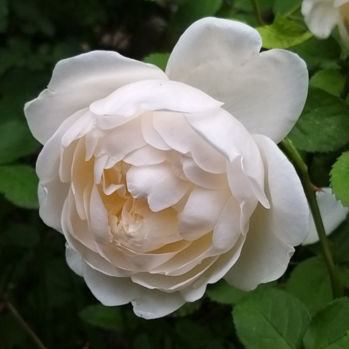 グラミス・キャッスル Seeds - Auslevel Perennial Rose Seeds, 30+ seeds
