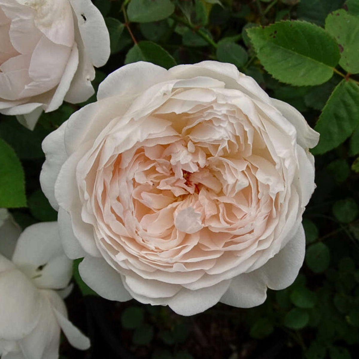 グラミス・キャッスル Seeds - Auslevel Perennial Rose Seeds, 30+ seeds