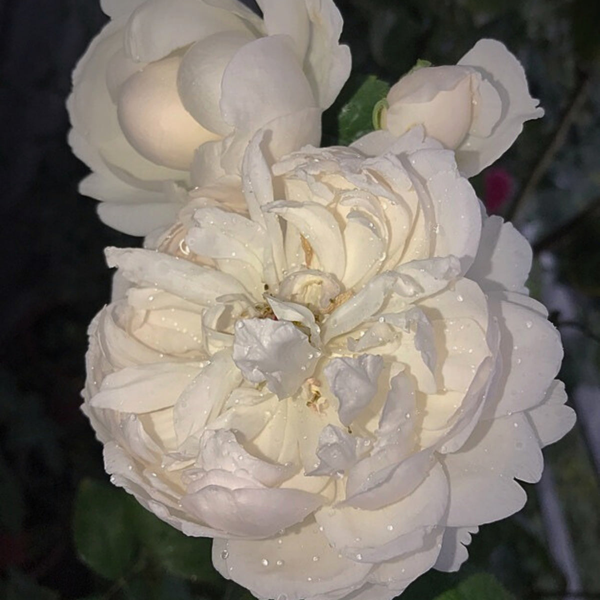 グラミス・キャッスル Seeds - Auslevel Perennial Rose Seeds, 30+ seeds