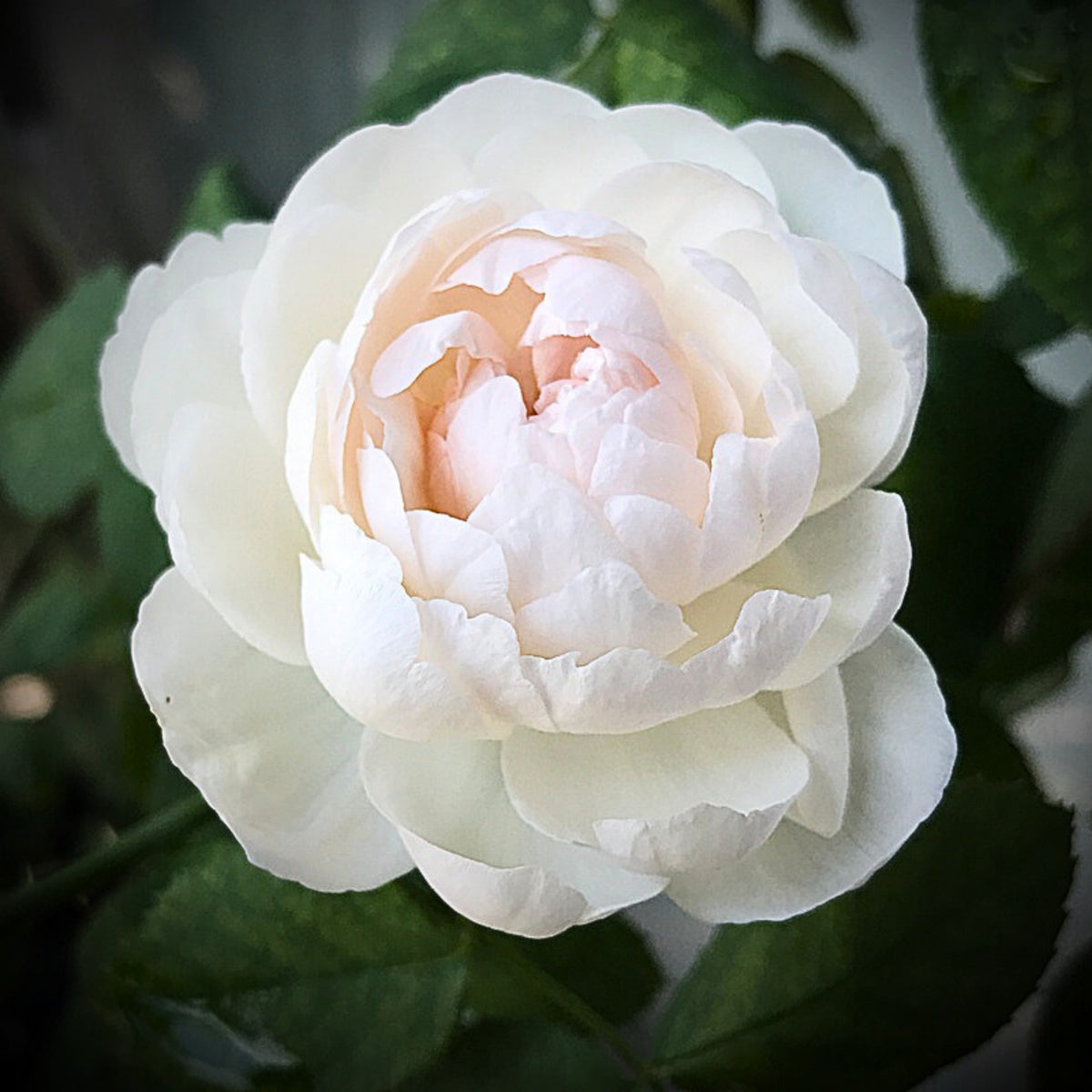 グラミス・キャッスル Seeds - Auslevel Perennial Rose Seeds, 30+ seeds